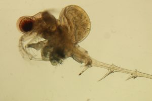 Zooplankton, Cladoceran, water flea, Bythotrephes. July 2010.