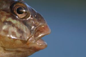 Head_of_round_goby_9 3